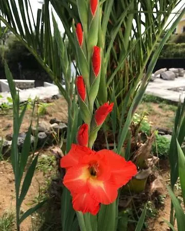 Joaninha's House Сasa de vacaciones Gloria (Sao Miguel)