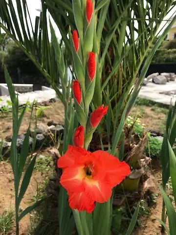 Joaninha's House Vakantiehuis Gloria (Sao Miguel)